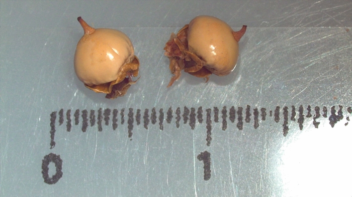 Nutlet of Scleria macrophylla K002789239 1 Nutlet of Scleria macrophylla K002789239 1