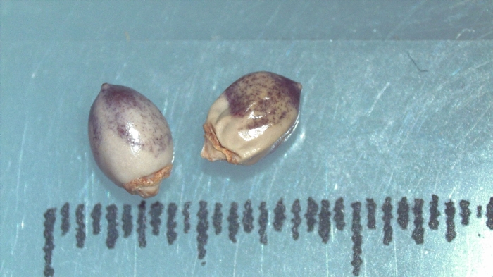 Nutlet of Scleria madagascariensis K002788778 1 Nutlet of Scleria madagascariensis K002788778 1