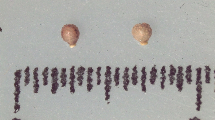 Nutlet of Scleria melanotricha K000468875 1 Nutlet of Scleria melanotricha K000468875 1