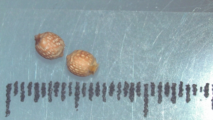 Nutlet of Scleria mikawana K002964970 1 Nutlet of Scleria mikawana K002964970 1