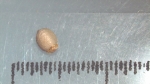 Nutlet of Scleria natalensis K002788880 1