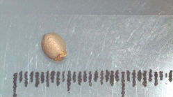 Nutlet of Scleria natalensis K002788880 1