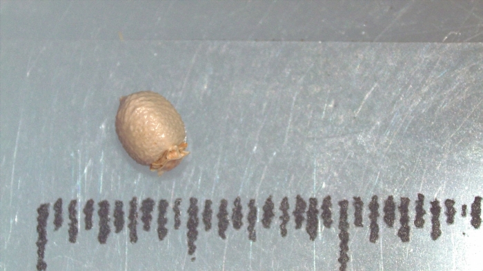 Nutlet of Scleria natalensis K002788880 1 Nutlet of Scleria natalensis K002788880 1