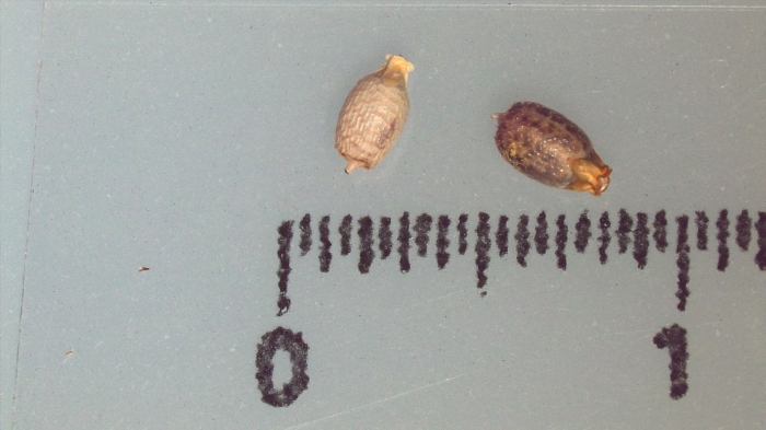 Nutlet of Scleria nyasensis K002787373 1 Nutlet of Scleria nyasensis K002787373 1