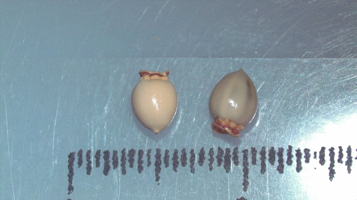 Nutlet of Scleria oligantha K002789013 1 Nutlet of Scleria oligantha K002789013 1