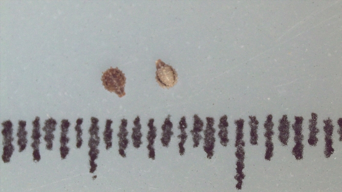 Nutlet of Scleria pantadenia K002787566 1 Nutlet of Scleria pantadenia K002787566 1