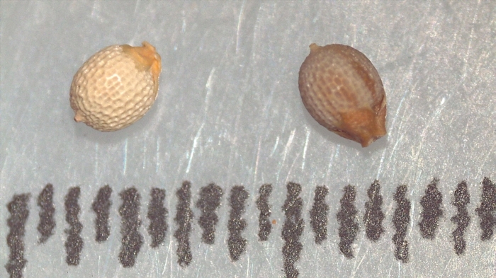 Nutlet of Scleria patula K002788332 1 Nutlet of Scleria patula K002788332 1