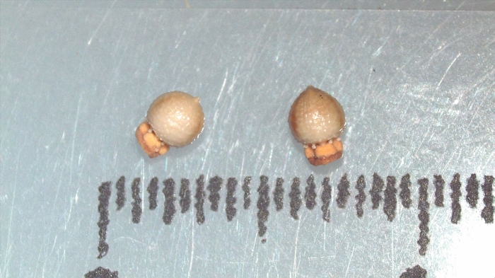 Nutlet of Scleria pauciflora K002789030 1 Nutlet of Scleria pauciflora K002789030 1