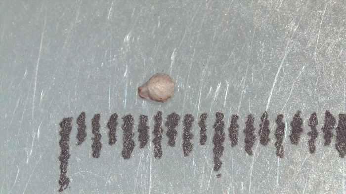 Nutlet of Scleria polyrrhiza K002788150 1 Nutlet of Scleria polyrrhiza K002788150 1