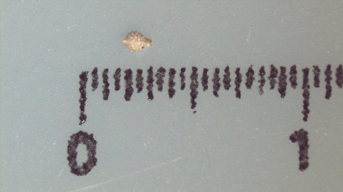 Nutlet of Scleria pooides K002787141 1 Nutlet of Scleria pooides K002787141 1