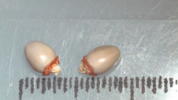 Nutlet of Scleria psilorrhiza K000498628 1 Nutlet of Scleria psilorrhiza K000498628 1