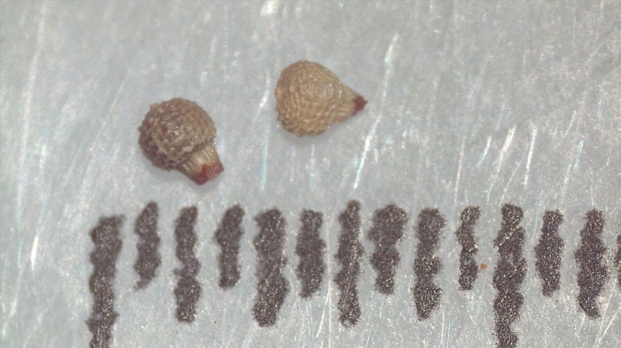 Nutlet of Scleria pulchella K002786923 1 Nutlet of Scleria pulchella K002786923 1