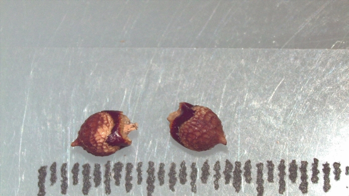 Nutlet of Scleria purpurascens K002964081 1 Nutlet of Scleria purpurascens K002964081 1