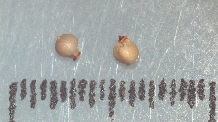 Nutlet of Scleria rehmannii K002786417 1 Nutlet of Scleria rehmannii K002786417 1