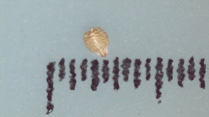 Nutlet of Scleria richardsiae K002787186 1 Nutlet of Scleria richardsiae K002787186 1