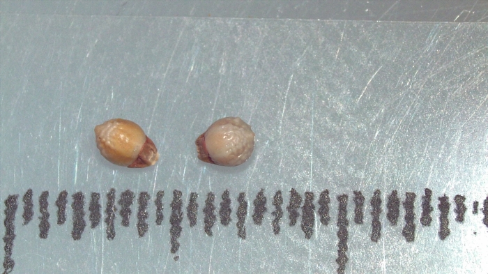 Nutlet of Scleria rugosa K002964975 1 Nutlet of Scleria rugosa K002964975 1