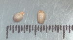 Nutlet of Scleria spiciformis K002785906 1