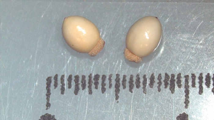 Nutlet of Scleria triglomerata K000455214 1 Nutlet of Scleria triglomerata K000455214 1