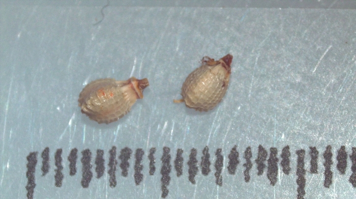 Nutlet of Scleria veseyfitzgeraldii K002787722 1 Nutlet of Scleria veseyfitzgeraldii K002787722 1