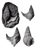 Anchura johnsoni 