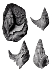 Anchura johnsoni 