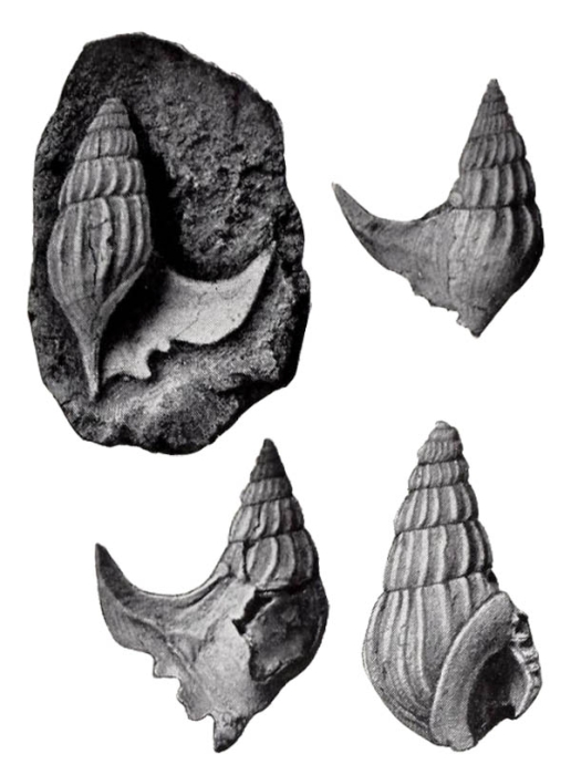 Anchura johnsoni Anchura johnsoni
