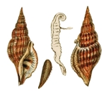 Strombus crispatus