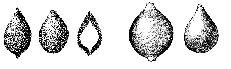 Caudammina ovulum (Grzybowski, 1896) emend. Geroch, 1960