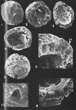 Blysmasphaera brasiliensis Brönnimann, 1988