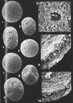 Marsupulinoides ovatus Brönnimann, 1988