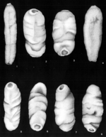 Hippocrepinella biaperta Crespin, 1958