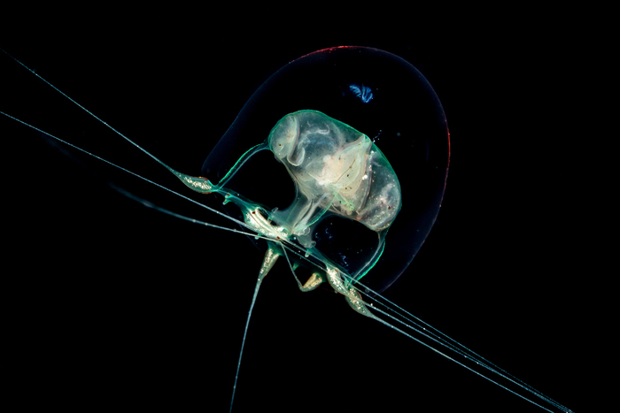 Pandeopsis ikarii (Uchida 1927) Pandeopsis ikarii (Uchida 1927)