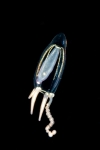 Corymorpha bigelowi (Maas, 1905)