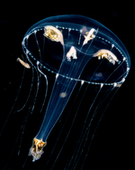 Eirene elliceana (Agassiz & Mayer, 1902)