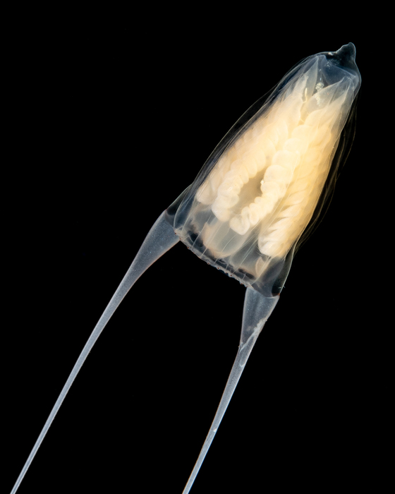 Amphinema turrida (Mayer 1900)