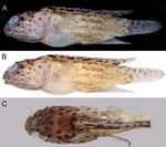 Opistognathus cryos sp. nov., holotype