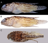 Opistognathus cryos sp. nov., holotype