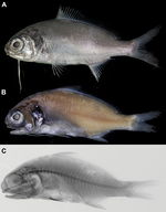 Polymixia melanostoma sp. nov., holotype