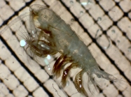 Euaugaptilus distinctus f