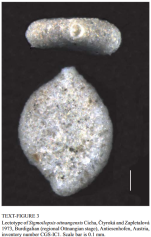 Sigmoilopsis ottnangensis Cicha, Čtyroká & Zapletalová, 1973