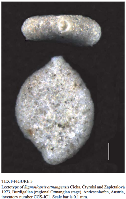 Sigmoilopsis ottnangensis Cicha, Čtyroká & Zapletalová, 1973