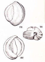 Triloculina wiesneri Le Calvez & Le Calvez, 1958