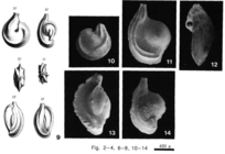 Adelosina pulchella d'Orbigny, 1846