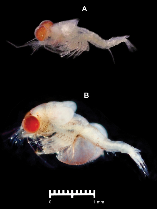 Idiomysis bumbumiensis Idiomysis bumbumiensis