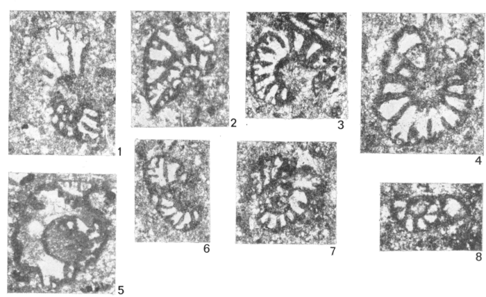 Dictyopsella libanica Saint-Marc, 1973