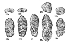 Triplasia nuragica Dieni & Massari, 1966