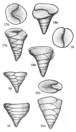 Dorothia hechti Dieni & Massari, 1966