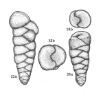 Dorothia praehauteriviana Dieni & Massari, 1966