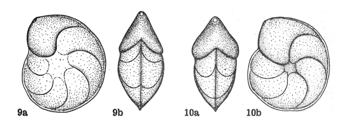 Lenticulina (Lenticulina) turgidula subsp. involuta Dieni & Massari, 1966