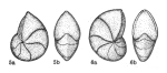 Lenticulina (Lenticulina) insularis Dieni & Massari, 1966